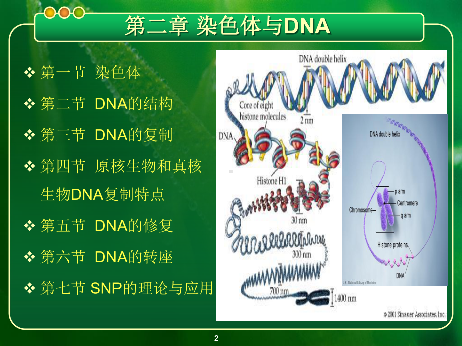 现代分子生物学第四版-第2章-染色体与DNA课件.ppt_第2页