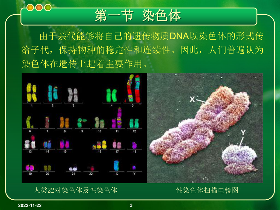 现代分子生物学第四版-第2章-染色体与DNA课件.ppt_第3页