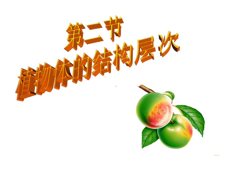 植物体的结构和层次课件.ppt_第2页