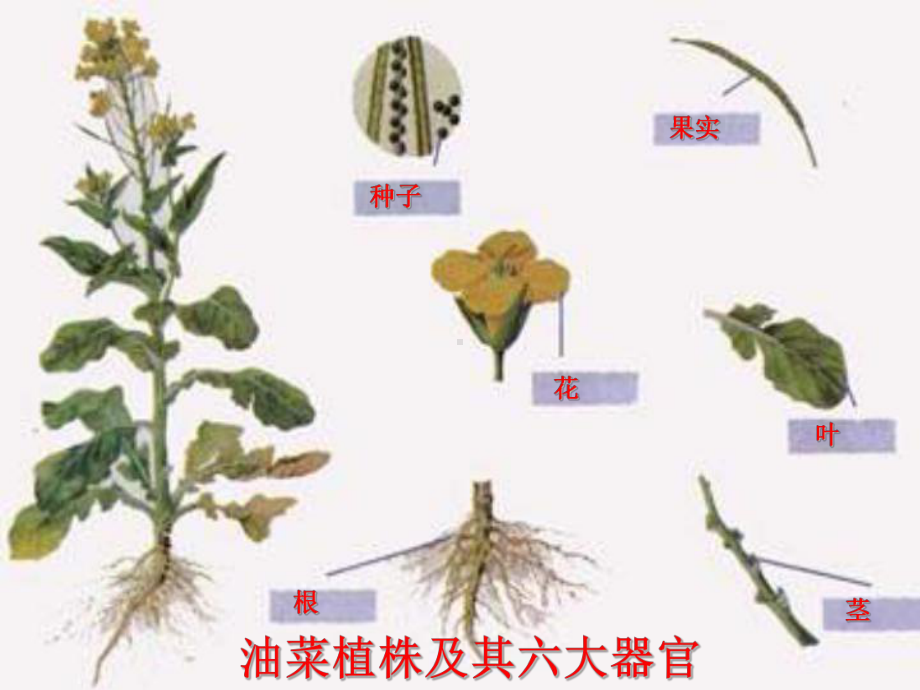 植物体的结构和层次课件.ppt_第3页