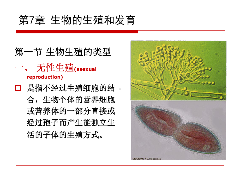 生物和生殖和发育课件.ppt_第2页