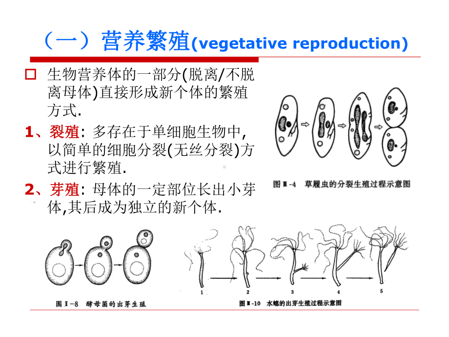 生物和生殖和发育课件.ppt_第3页