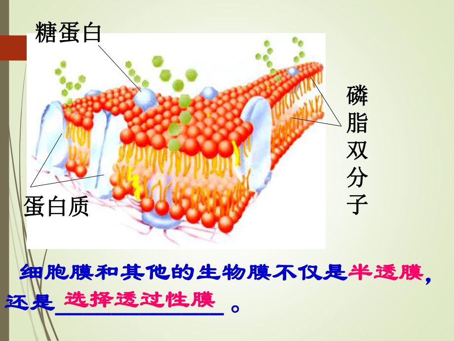 第3节-物质跨膜运输的方式课件.ppt_第3页