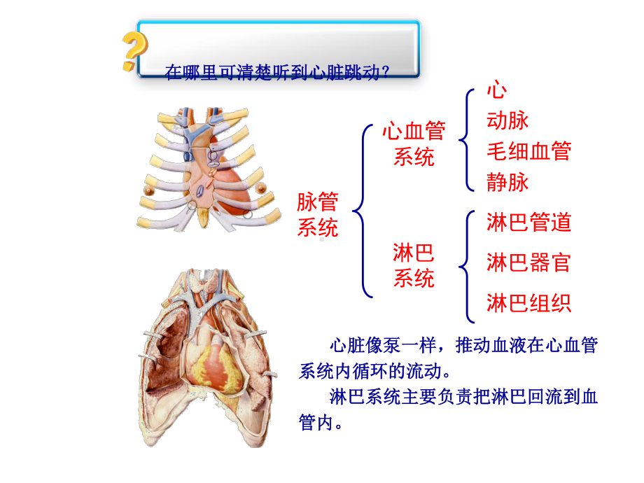 第一篇第三章儿童循环系统的结构功能及发育课件.ppt_第2页