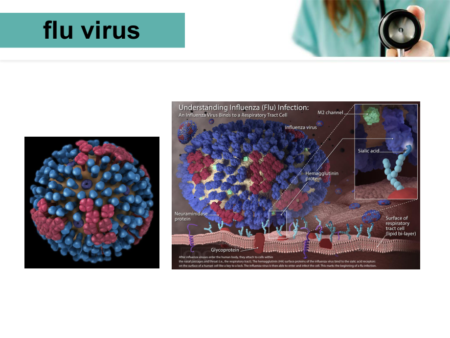 流感科普-英语课件.ppt_第3页