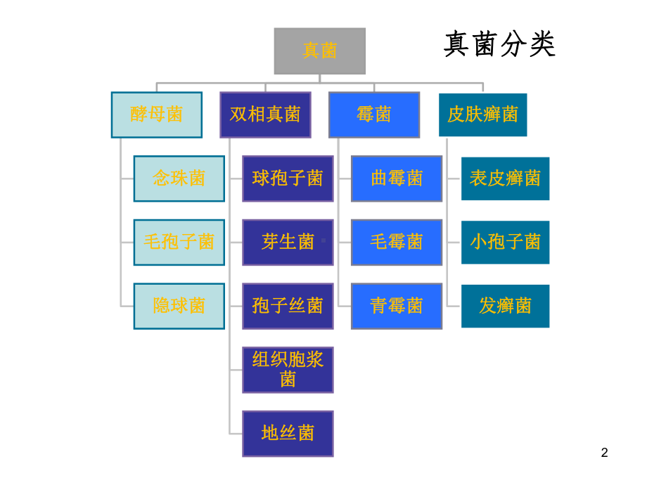 肺真菌病和影像诊断课件.ppt_第2页