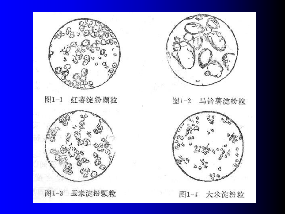 第九章淀粉制备糖课件.ppt_第3页