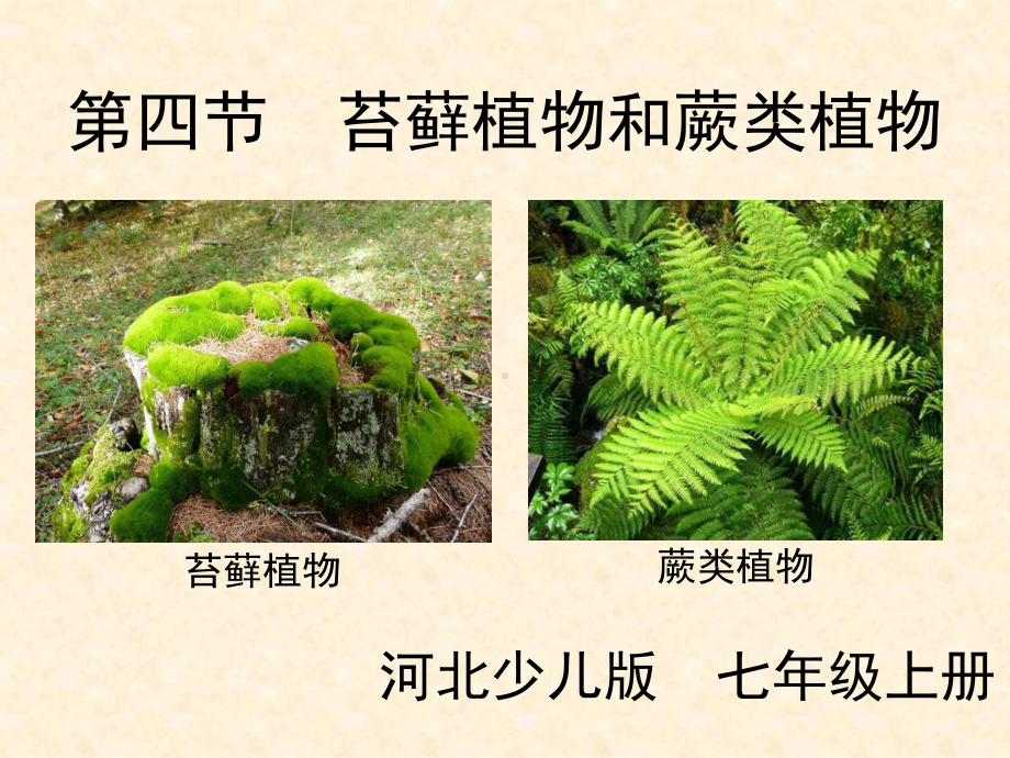 第四节苔藓植物与蕨类植物课件.ppt_第3页