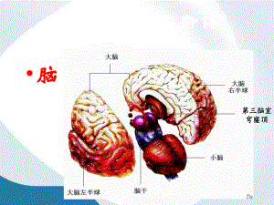 饮食与健康-胃肠道疾病课件.ppt