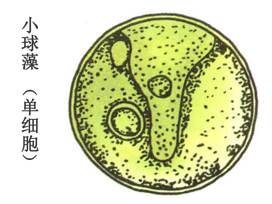 水中的藻类植物课件.ppt_第3页