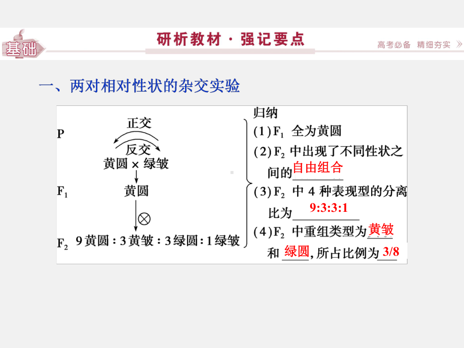 高考生物-总复习-第15讲-孟德尔的豌豆杂交实验课件.ppt_第3页