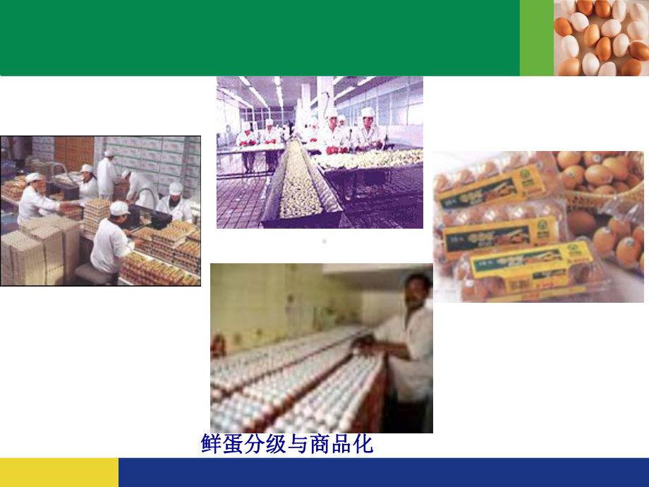 第三蛋品加工工艺选编课件.ppt_第2页