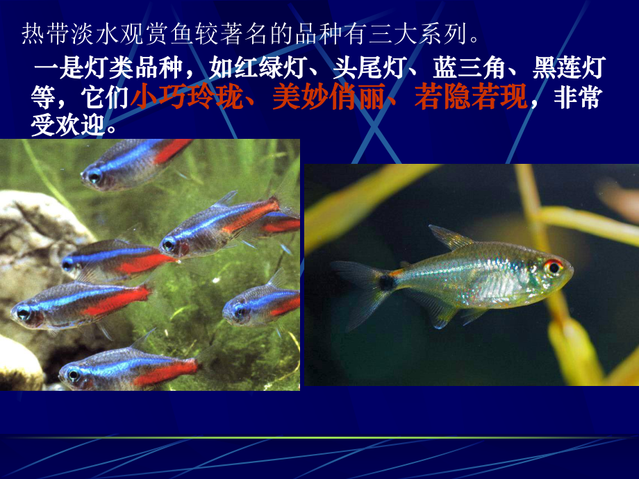 第二章-第三节-热带淡水观赏鱼课件.ppt_第3页