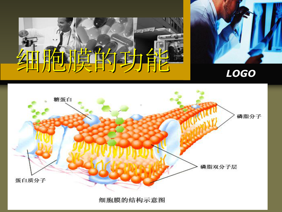 细胞膜的功能课件.ppt_第1页