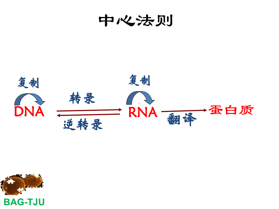 第六章基因表达调控(一)课件.pptx_第2页