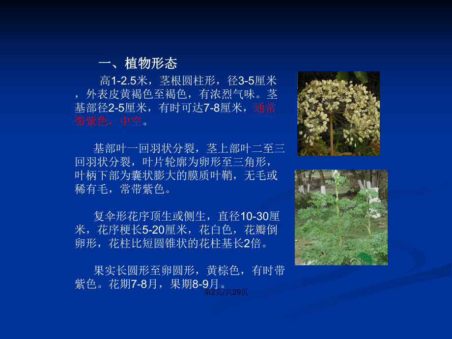 白芷栽培技术学习教案课件.pptx_第3页