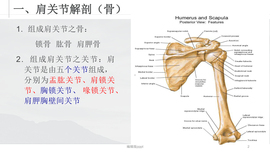 肩周解剖及运动疗法完整版本课件.pptx_第2页