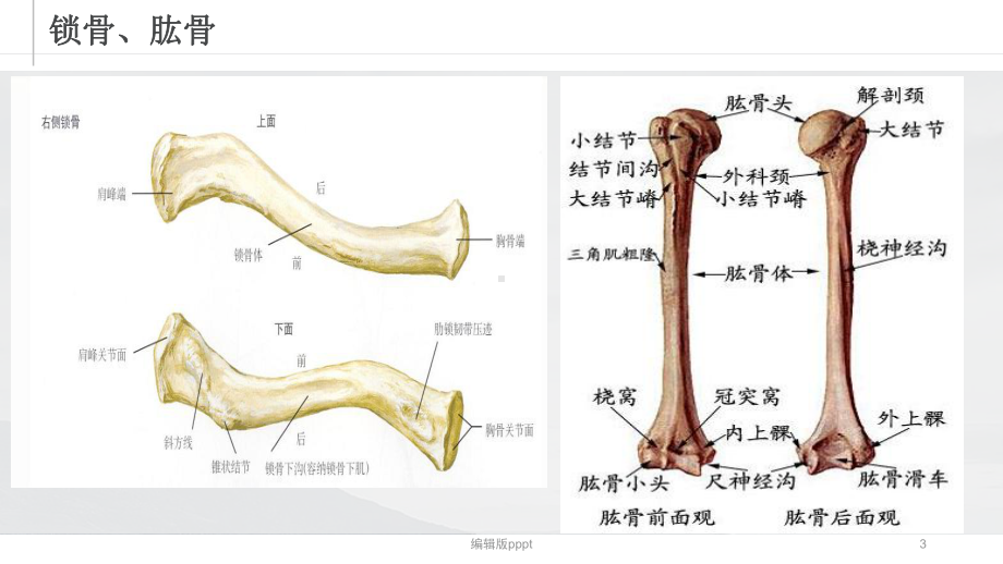 肩周解剖及运动疗法完整版本课件.pptx_第3页