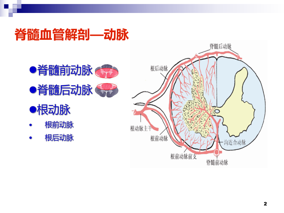 脊髓血管解剖动脉课件.ppt_第2页