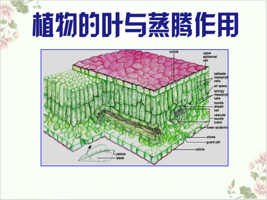 浙教版科学八级下册植物的叶与蒸腾作用-5课件.ppt_第1页