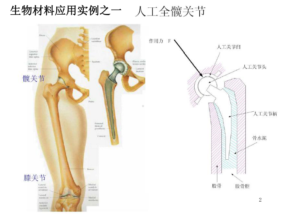 生物材料学-课件.ppt_第2页