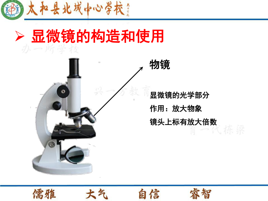 生物学的研究工具初中生物课件.pptx_第3页