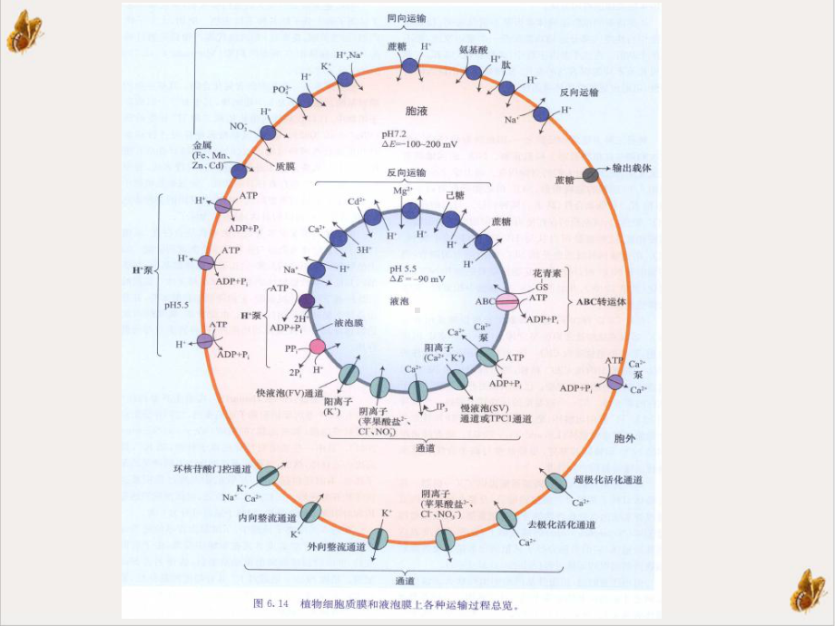 高级植物生理学专题二课件.ppt_第2页