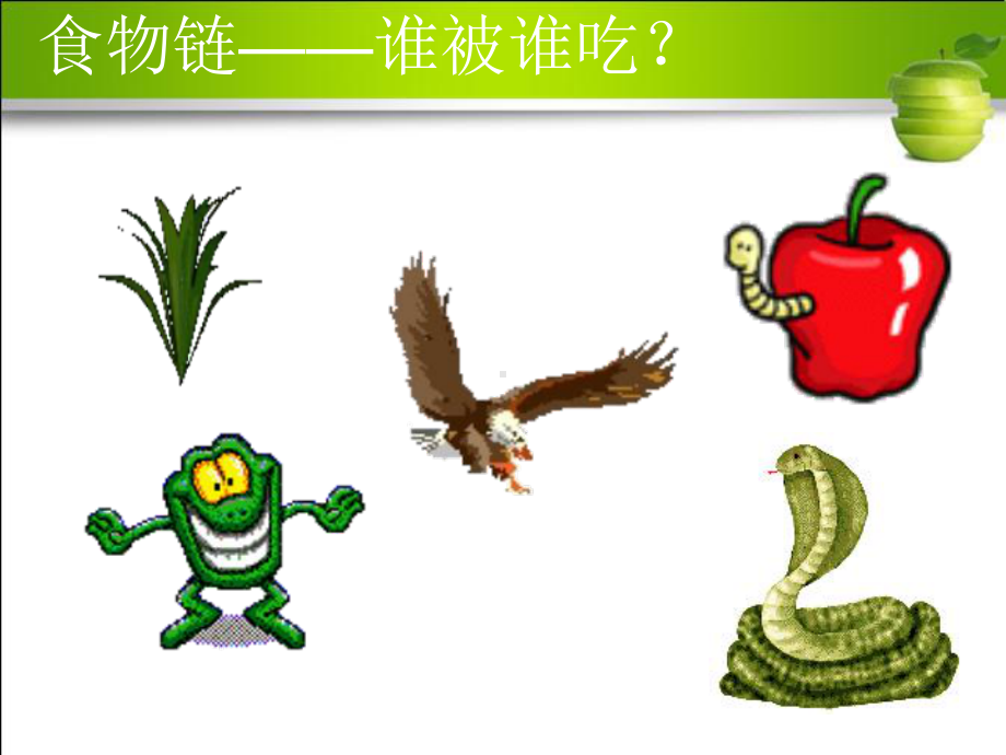 食物链和食物网初中生物课件.ppt_第3页