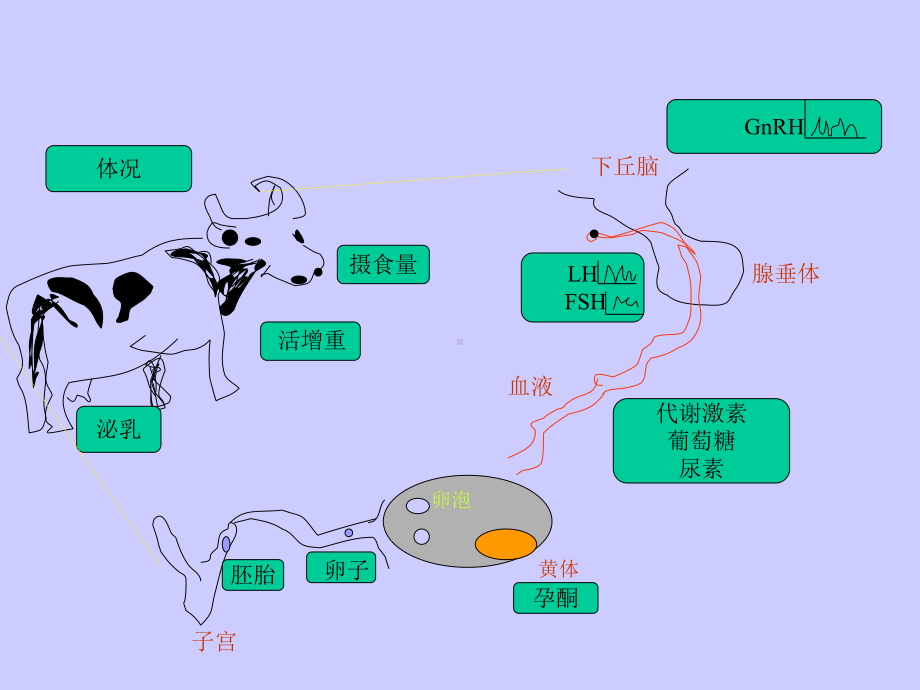 营养与繁殖-课件.ppt_第3页