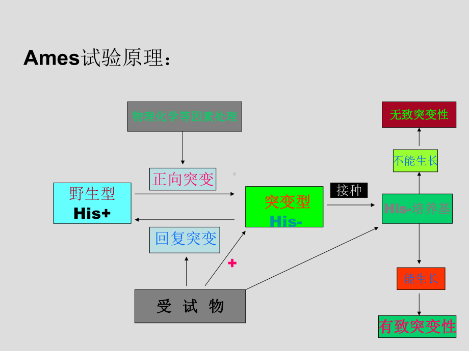 第五章特殊毒性作用及其试验与评价方法课件.ppt_第3页