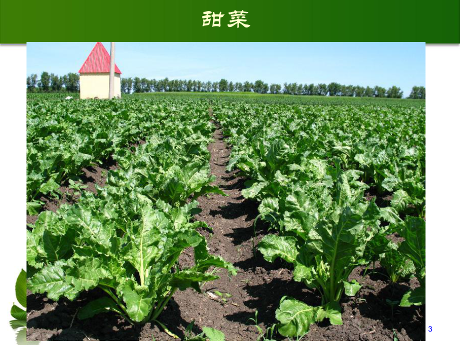 甜菜生产技术(-48张)课件.ppt_第3页