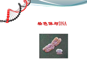 染色体与DNA1课件.ppt