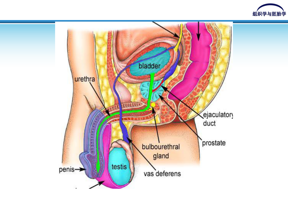 组织胚胎学男性生殖课件.ppt_第2页