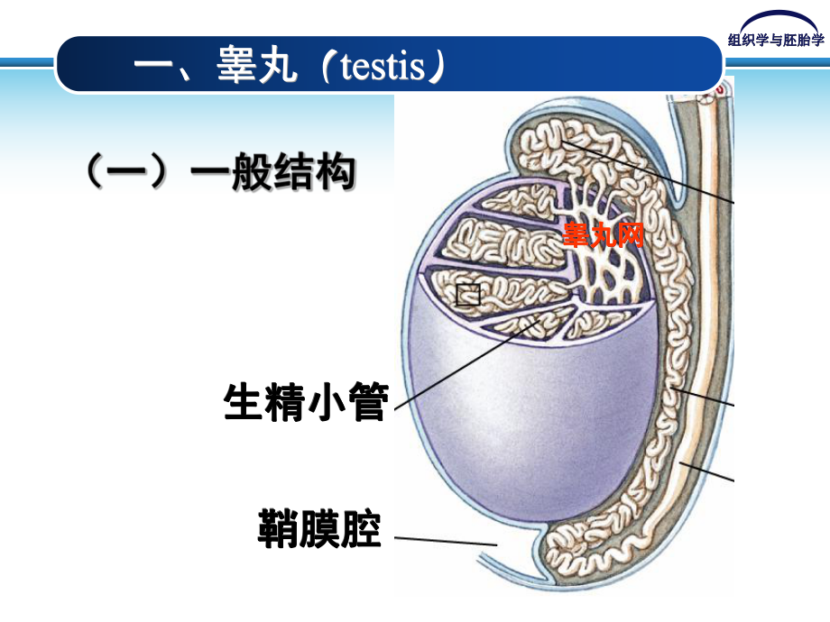 组织胚胎学男性生殖课件.ppt_第3页