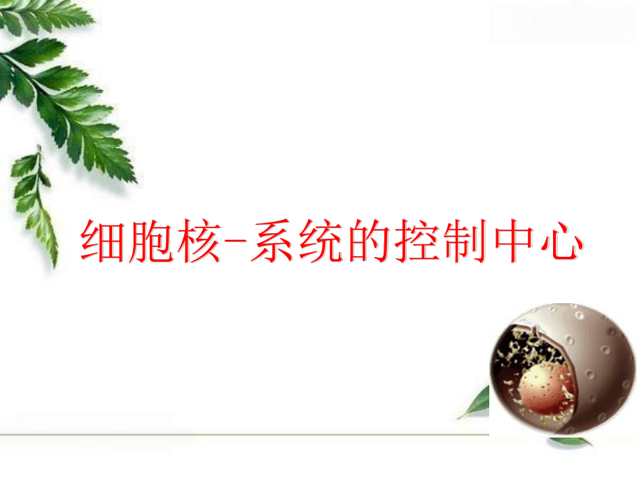 细胞核说课稿课件.ppt_第1页