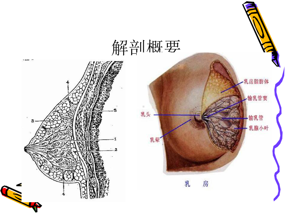 第一部分-急性乳腺炎病人的护理汇总课件.ppt_第3页