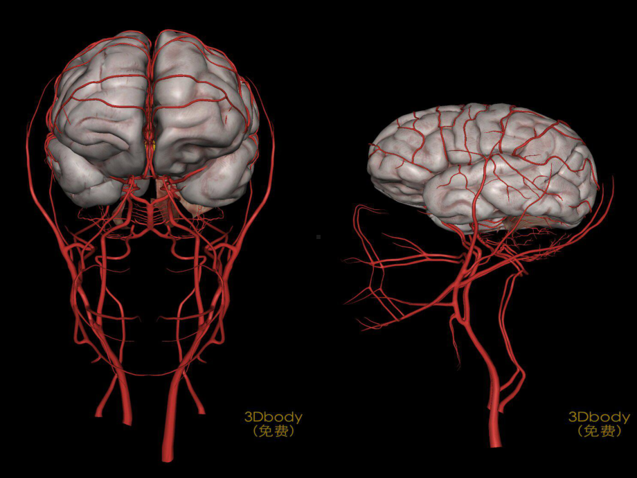 脑组织供血及脑血管解剖(课堂)课件.ppt_第3页