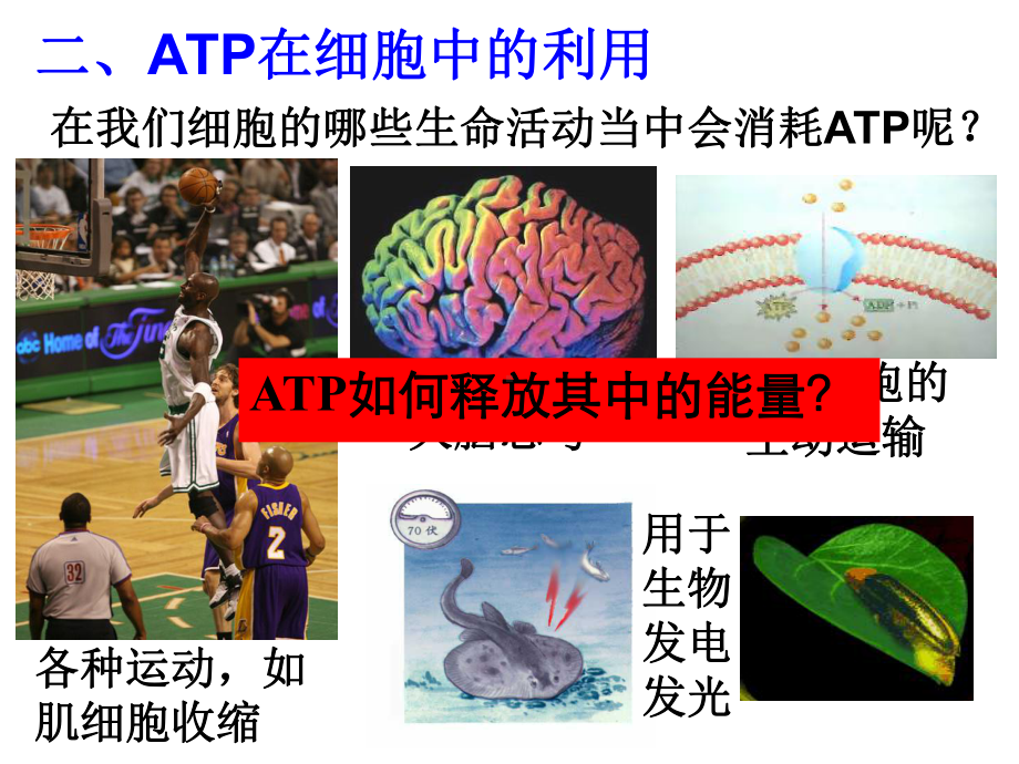 高中生物必修一第五章第三节细胞呼吸-高质量课件.ppt_第2页