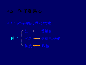 植物学教学-第六节-种子和果实课件.ppt