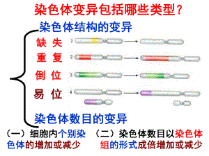 染色体单二多倍体时总结课件.ppt