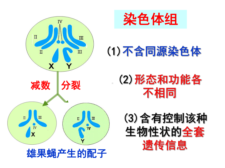 染色体单二多倍体时总结课件.ppt_第3页