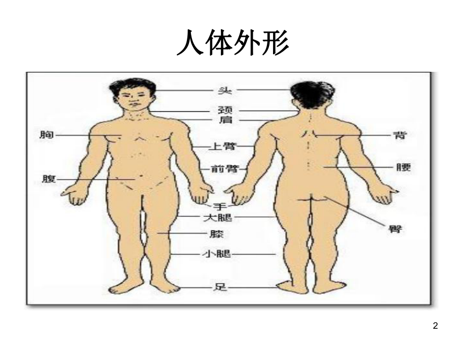 第一章人体概述课件.ppt_第2页