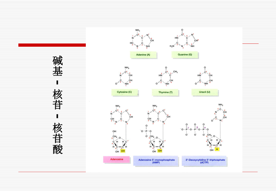 第二章DNA与遗传信息传递总结课件.ppt_第3页