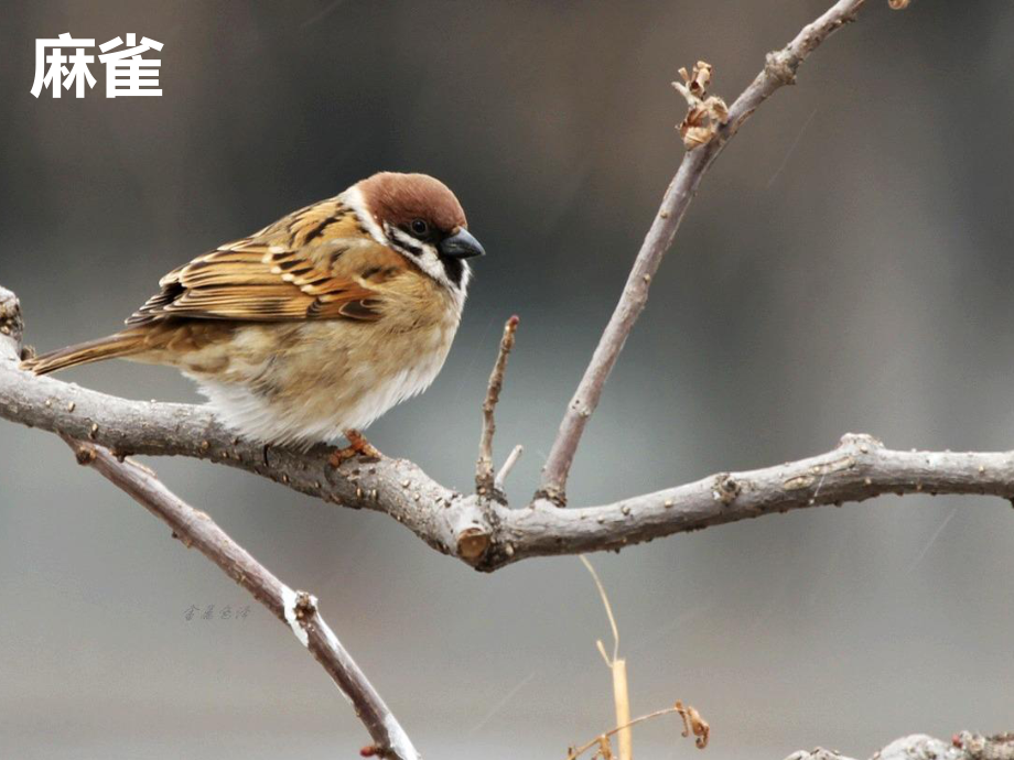 粤教版科学《蜻蜓与麻雀》教学课件1.ppt_第3页