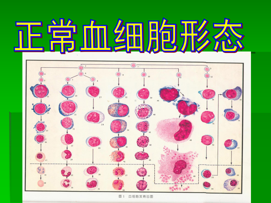 正常血细胞形态学-课件.ppt_第3页