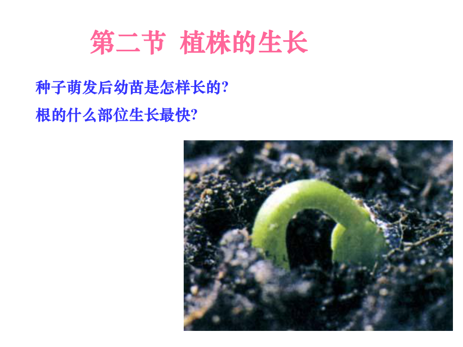 植株的生长初中生物课件.ppt_第1页