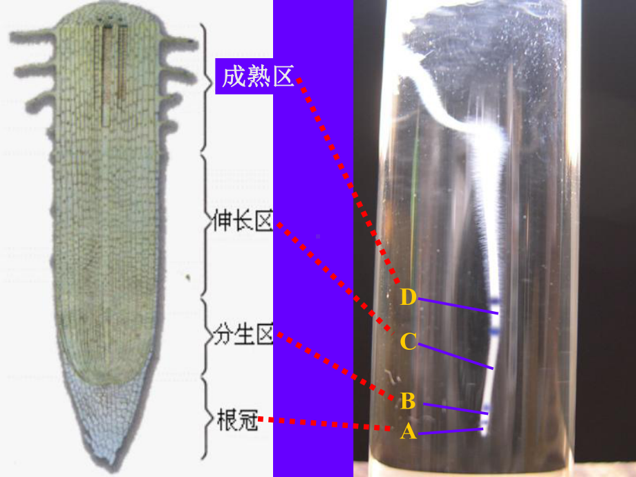 植株的生长初中生物课件.ppt_第2页