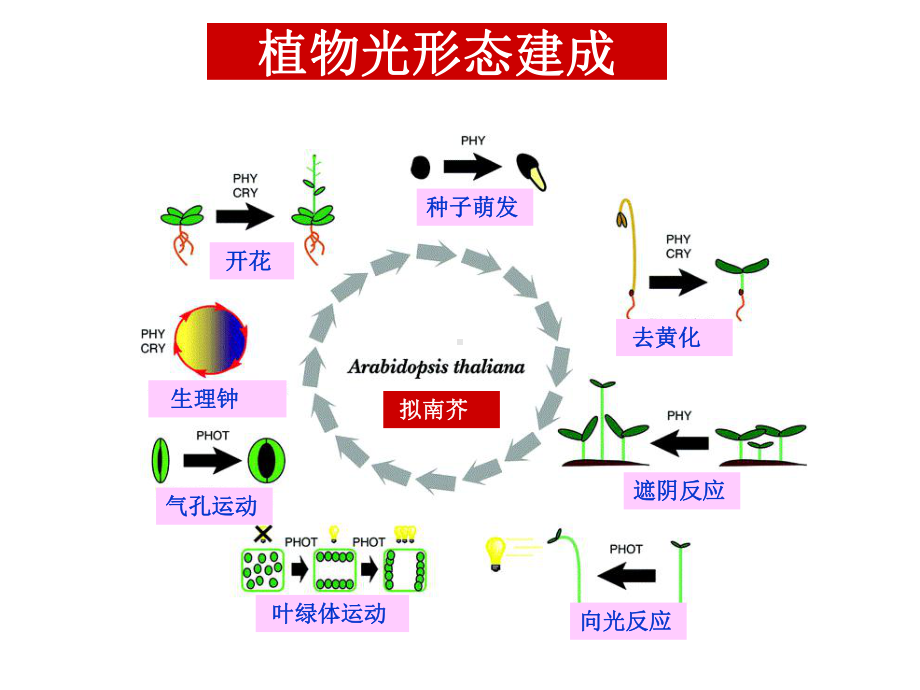 第7章光形态建成课件.ppt_第3页