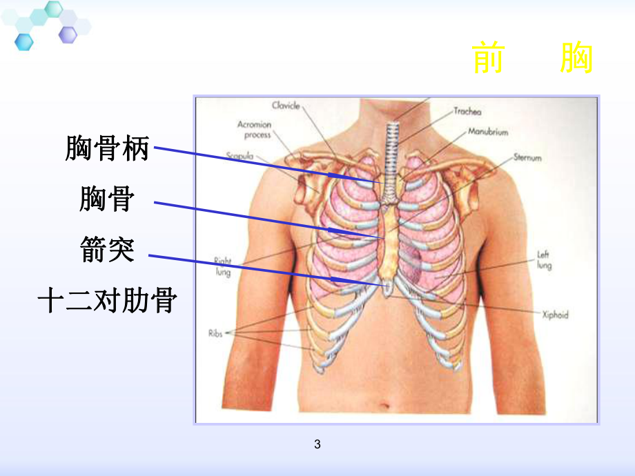 胸部的体格检查课件.ppt_第3页