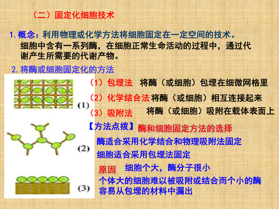 高中生物-专题4-酶的研究与应用-课题3-酵母细胞的固定化名师精编课件-新人教版选修1.ppt_第3页